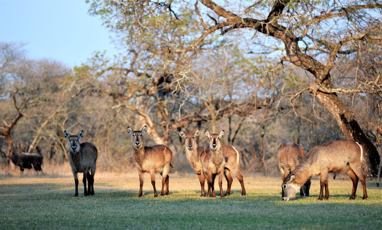 Unyati Safari Lodge Hectorspruit Exterior photo